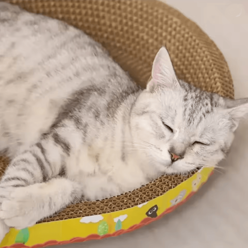 PurrEase Oval Cat Scratching Lounge Board 2