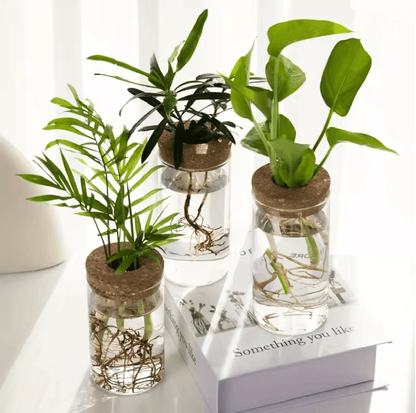 AquaBloom Desktop Glass Hydroponic Planter Vase 1