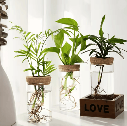 AquaBloom Desktop Glass Hydroponic Planter Vase 2