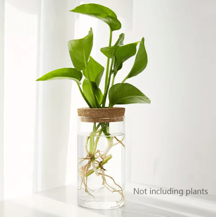 AquaBloom Desktop Glass Hydroponic Planter Vase 5