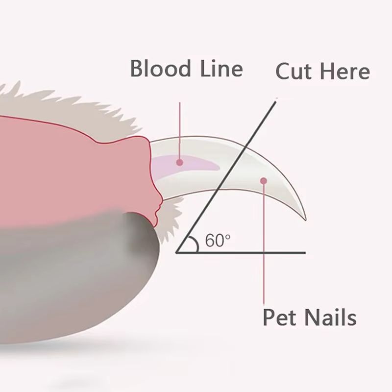 PawRadiant LED Pet Nail Clippers  Safe Grooming For Dogs Cats  Small Animals 4