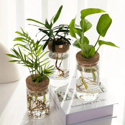 AquaBloom Glass Desktop Hydroponics Planter  Elegant Vase For Plant Propagation  Home Decor 1