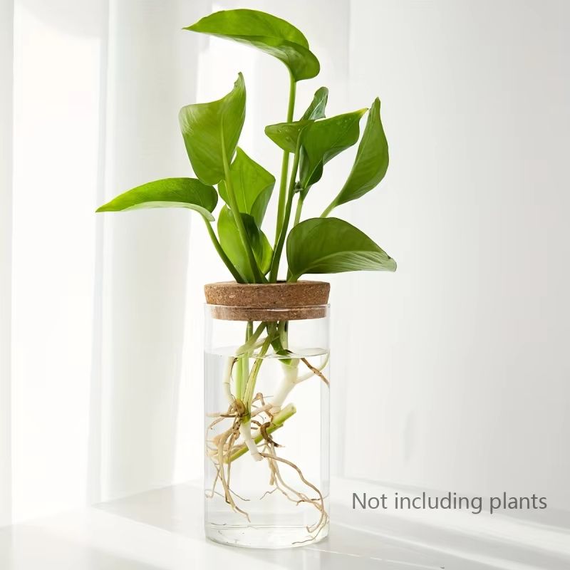AquaBloom Glass Desktop Hydroponics Planter  Elegant Vase For Plant Propagation  Home Decor 3