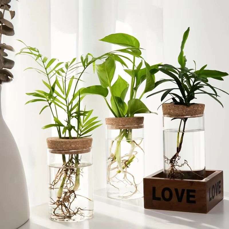 AquaBloom Glass Desktop Hydroponics Planter  Elegant Vase For Plant Propagation  Home Decor 4