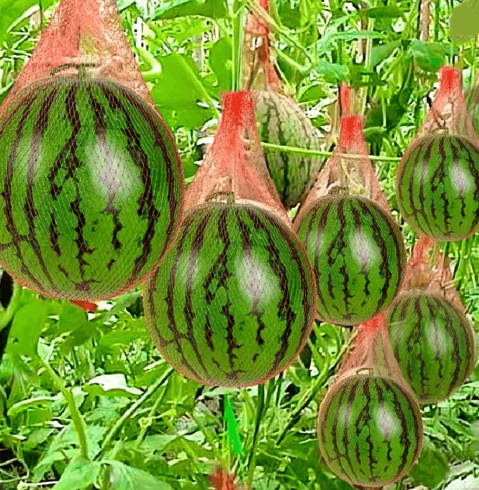 GrowNet Heavy Duty Plastic Garden Netting 100 Pack for Vertical Support and Crop Protection
