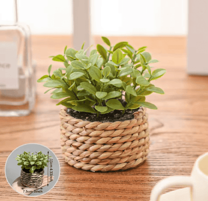 Mini Eucalyptus Potted Plant Decor 2