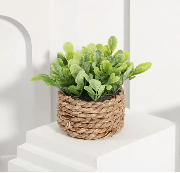 Mini Eucalyptus Potted Plant Decor 4