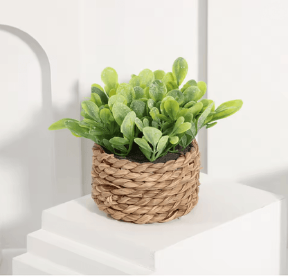 Mini Eucalyptus Potted Plant Decor 4