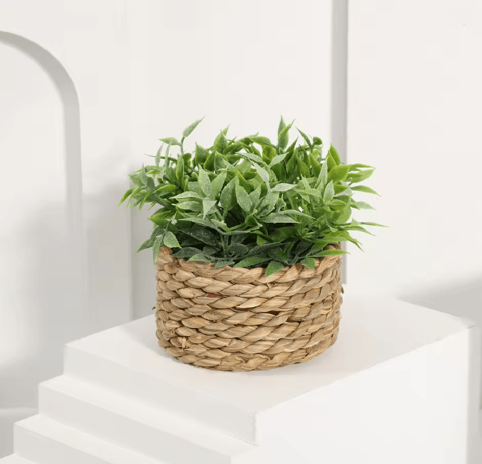 Mini Eucalyptus Potted Plant Decor 5