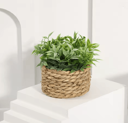 Mini Eucalyptus Potted Plant Decor 5