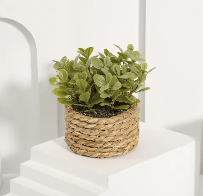 Mini Eucalyptus Potted Plant Decor 6