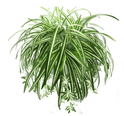 GreenFlow Hanging Potted Plant Decor 1