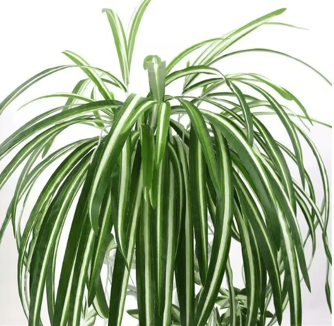 GreenFlow Hanging Potted Plant Decor 3