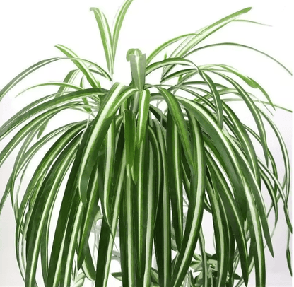 GreenFlow Hanging Potted Plant Decor 3