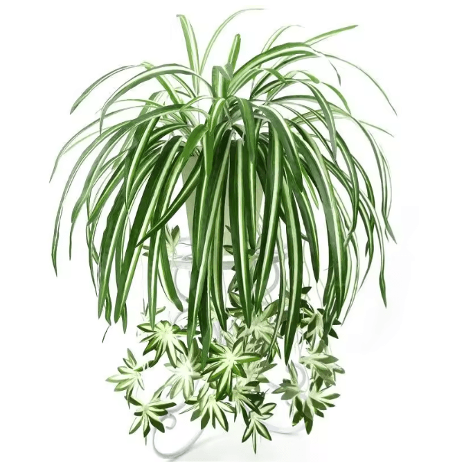 GreenFlow Hanging Potted Plant Decor 5