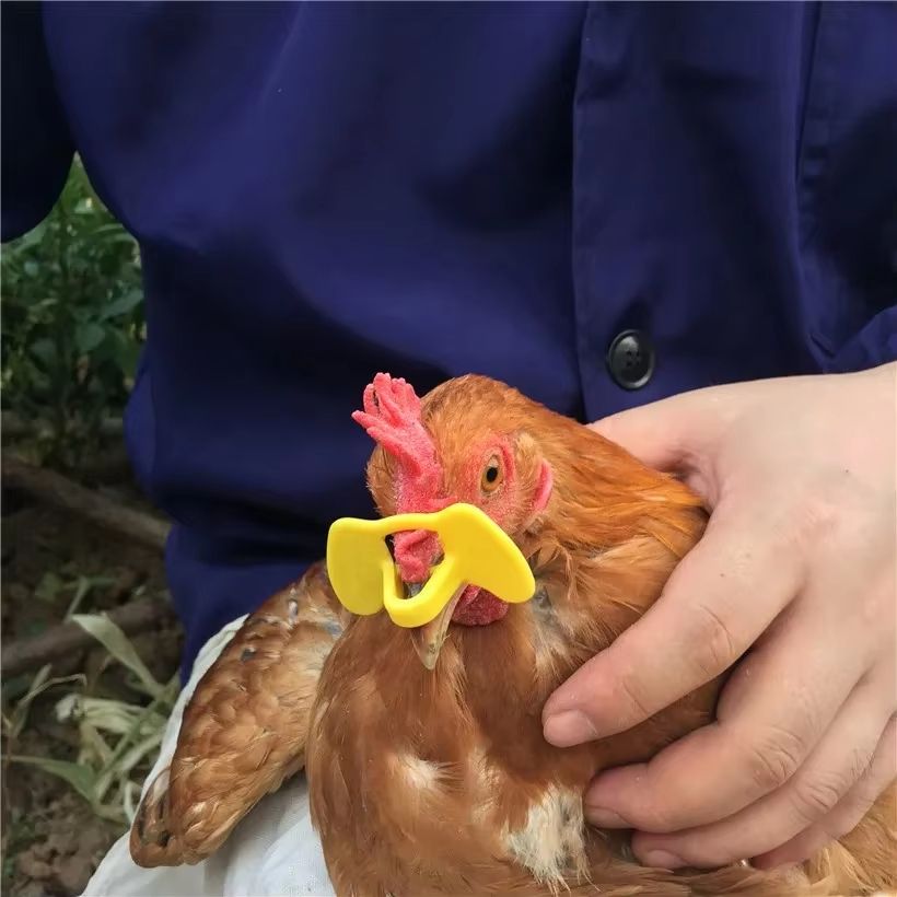 FlockGuard AntiPecking Goggles Poultry Eye Shields Bulk Pack 2