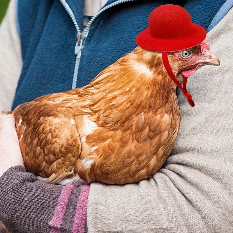 Mini Top Hat Accessory For Hens  Small Poultry  Fun Costume Pet Hat 3