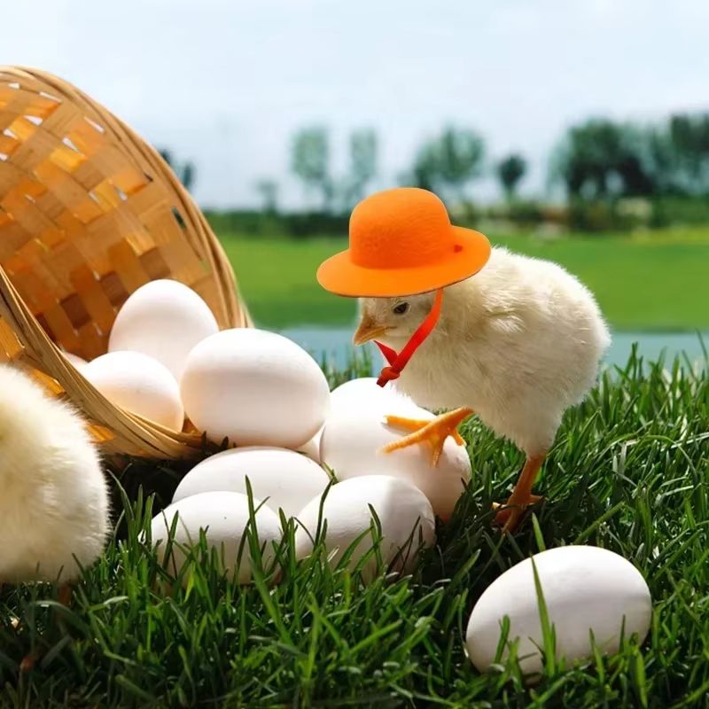 Mini Top Hat Accessory For Hens  Small Poultry  Fun Costume Pet Hat 4