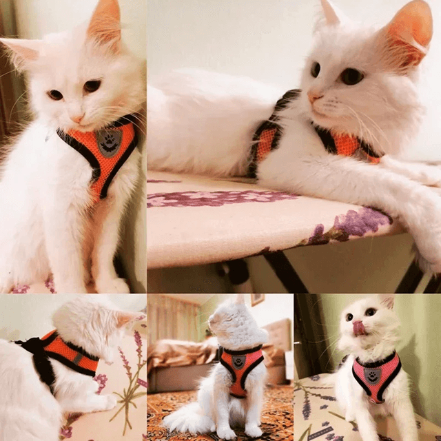 Adjustable Mesh Cat And Small Dog Harness With Leash 1