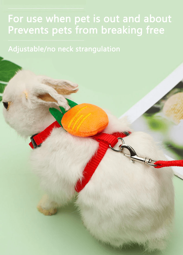 Rabbit And Small Pet Harness And Leash Set For Outdoor Walking 1