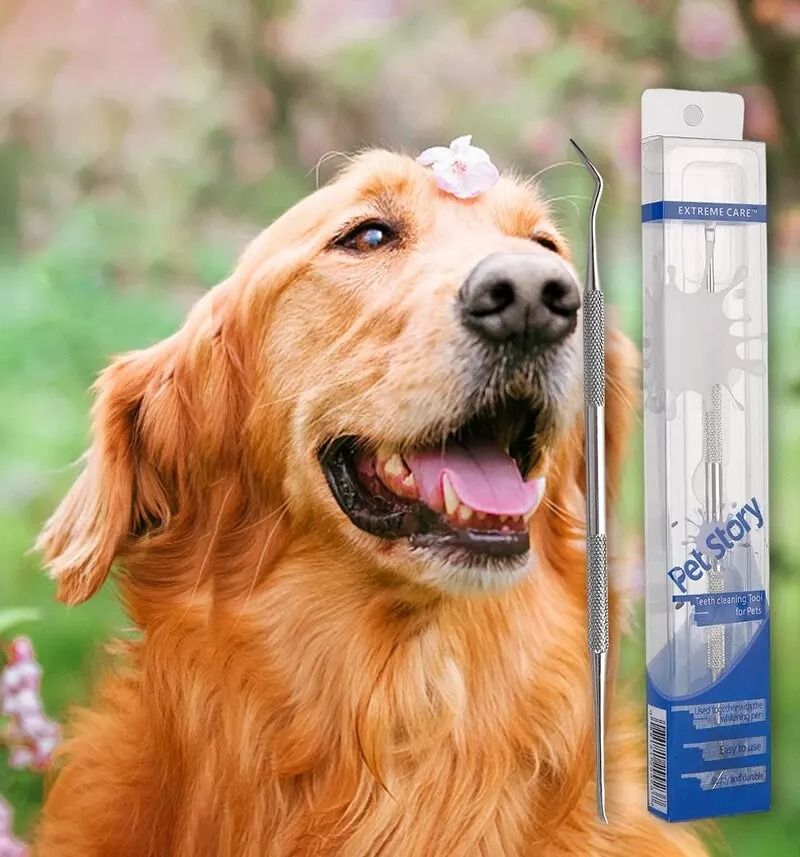 Stainless Steel Pet Dental Scraper Tooth Cleaner And Tartar Remover 3