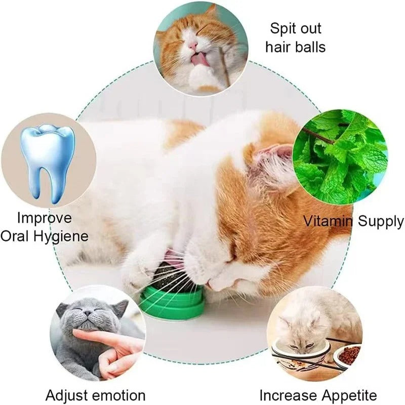 Natural Catnip Scratching For Cats Therapeutic Healthy Scraper Toy Cat Wall Sticker Ball Pet Produc 3