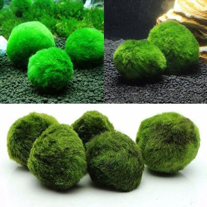 3 to 4cm Marimo Moss Balls Aquarium Ornament Green Algae Ball Decor