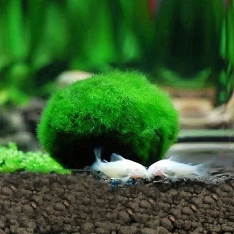 3 To 4cm Marimo Moss Balls Aquarium Ornament Green Algae Ball Decor 2