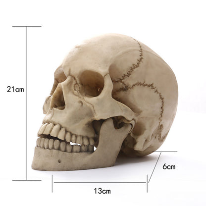 Human Head Skull Statue Resin Figurines For Medical Teaching Halloween Decor Crafts 1